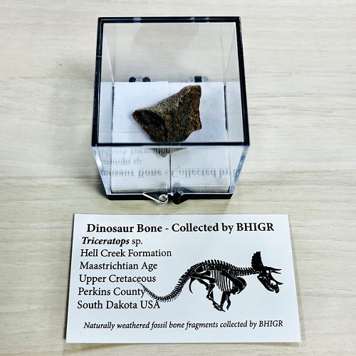 平日限定チケット + BHI保証書付 トリケラトプス実物化石(大)