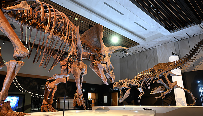 奇跡のトリケラトプス「レイン」と対峙するティラノサウルス「スタン」03