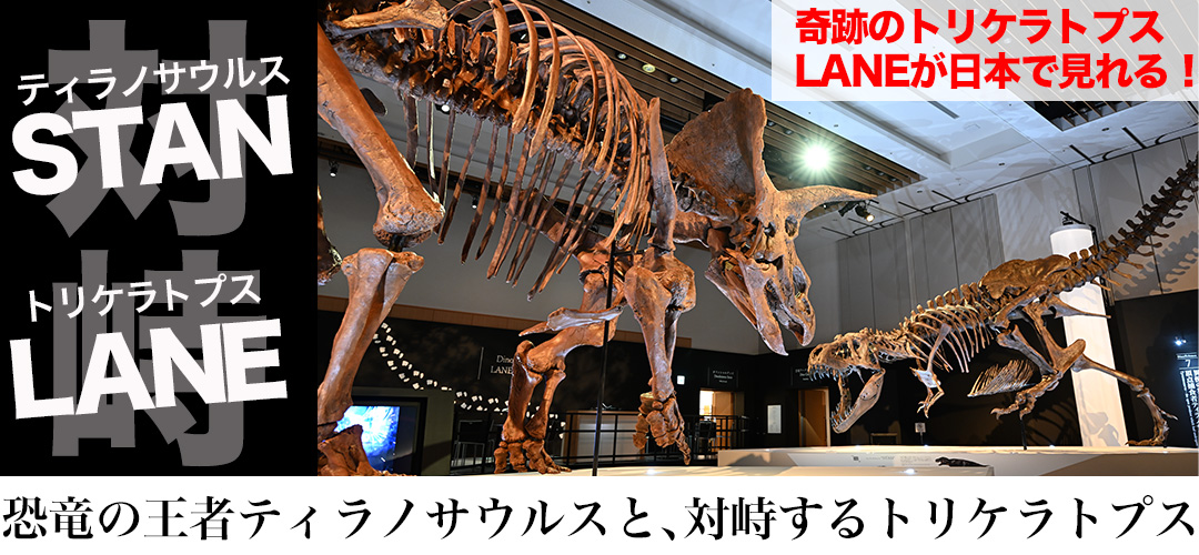 奇跡のトリケラトプス LANEが日本で見れる！
