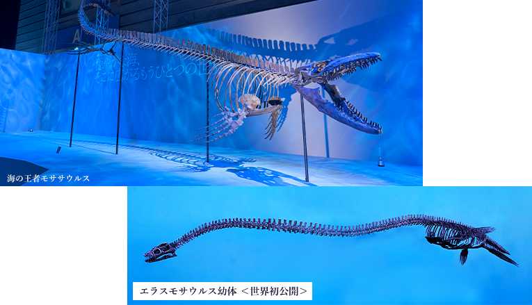 海の王者モササウルス・エラスモサウルス幼体＜世界初公開＞