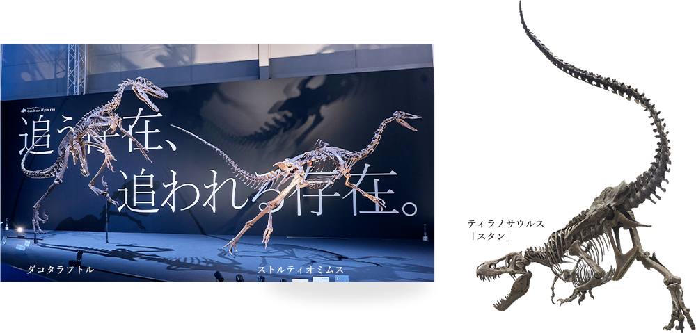 ダコタラプトル・ストルティオミムス・ティラノサウルス「スタン」