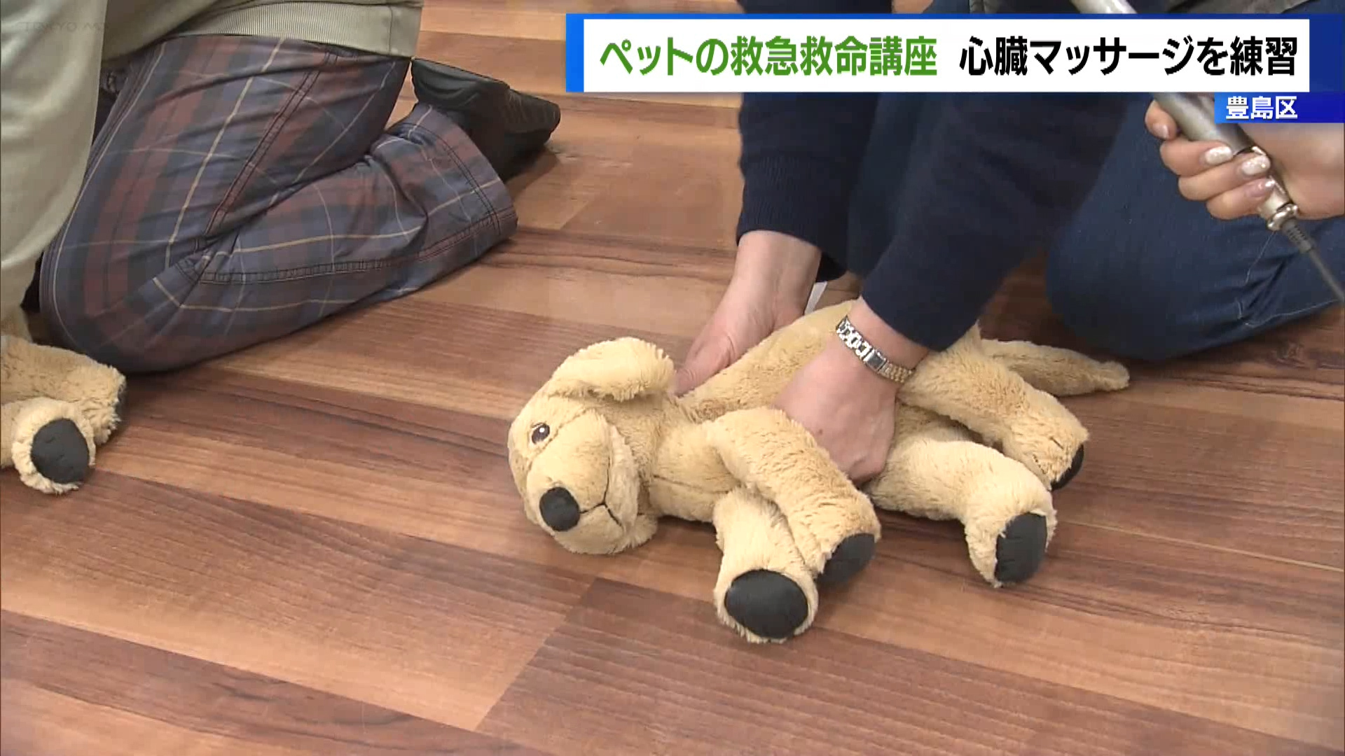 【極美品】犬と猫の救急救命手技 Amazon.co.jp: 犬と猫の救急救命手技 : ティム・B．ハケット