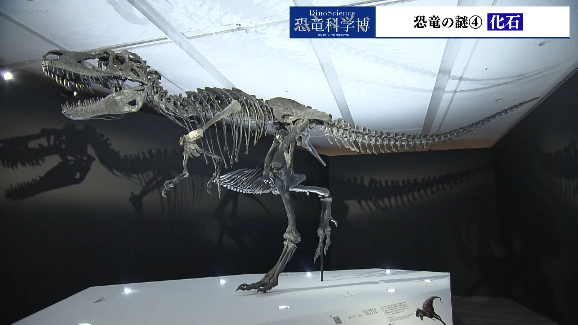 開催中恐竜科学博 恐竜の謎④ 化石｜ニュース｜TOKYO MX
