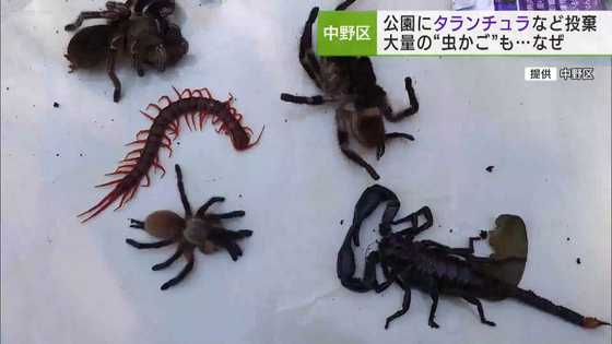 中野の公園でタランチュラ・サソリなど6匹投棄／6 tarantulas, scorpions, etc. dumped in a park in  Nakano｜ニュース｜TOKYO MX