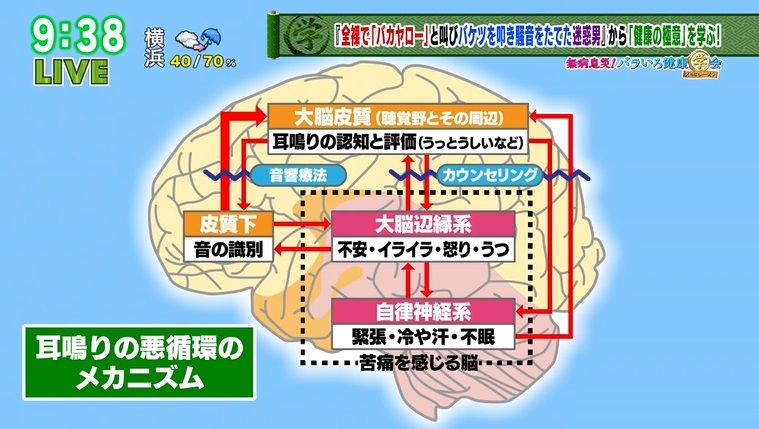 軽い耳鳴りから うつ 不眠 に 悪循環のメカニズムを医師が解説 Tokyo Mx プラス