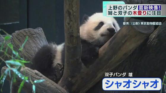上野動物園の双子パンダ「木登り」練習中　姉のシャンシャンは得意！