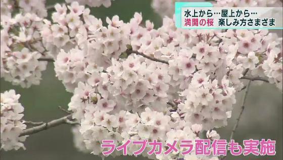 「天空のお花見」も…桜満開でにぎわい　一方で新年度前に注意呼び掛け
