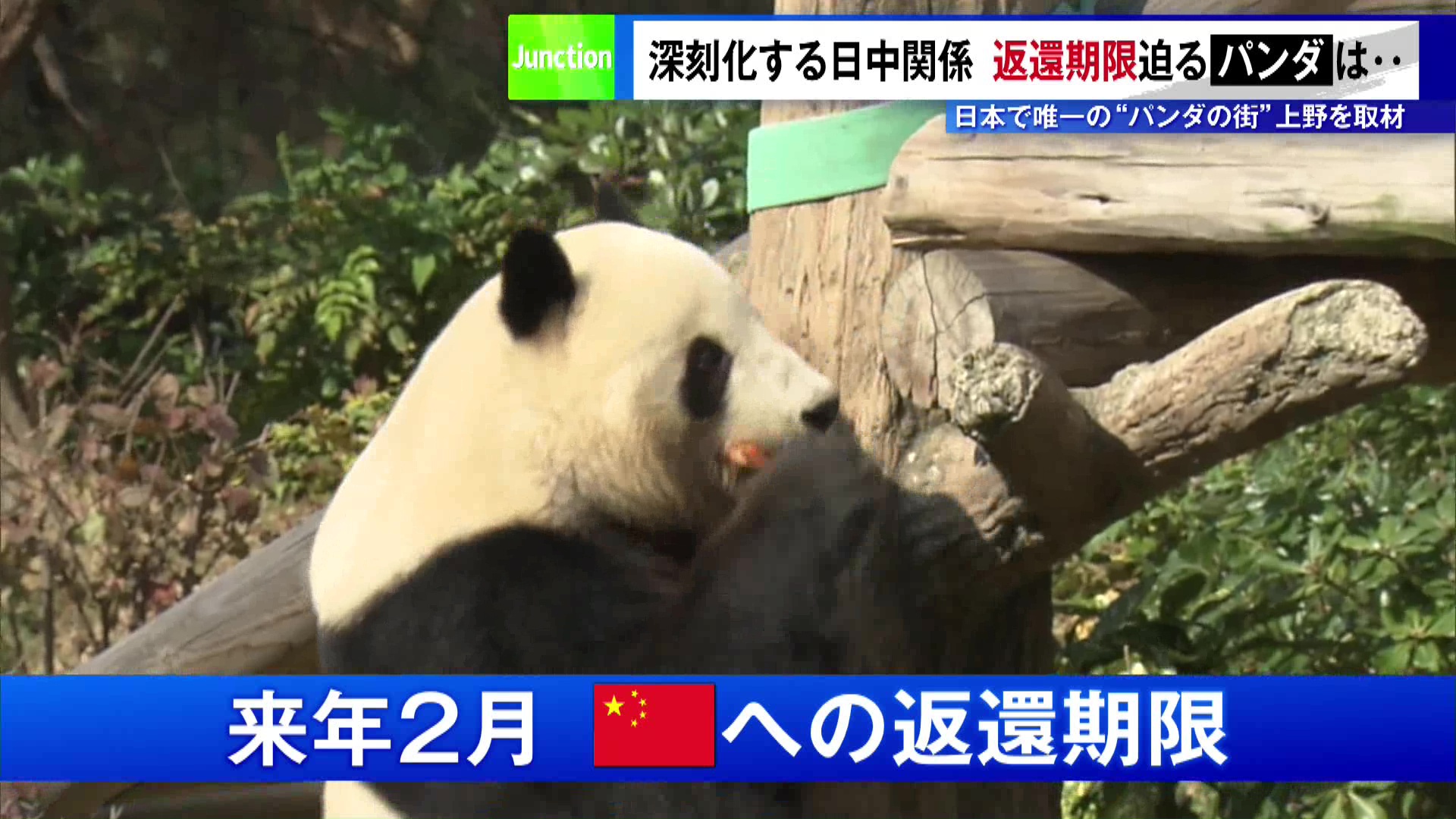 現在、日本で唯一ジャイアントパンダが飼育されている上野動物園では、27日も双子のシャオシャオとレイレイが愛くるしい姿で多くのファンたちを魅了していました。しかし来年2月、中国への返還期限を迎えます。