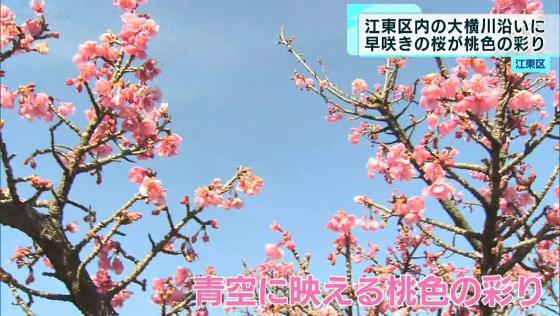 都内で早咲きの桜が咲き始め“桃色の彩り”　多摩では梅も