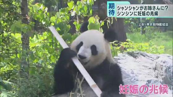 　上野動物園（東京・台東区）からうれしいニュースが届きました。すくすくと育つ雌のジャイアントパンダのシャンシャンが“お姉さん”になるかもしれません。