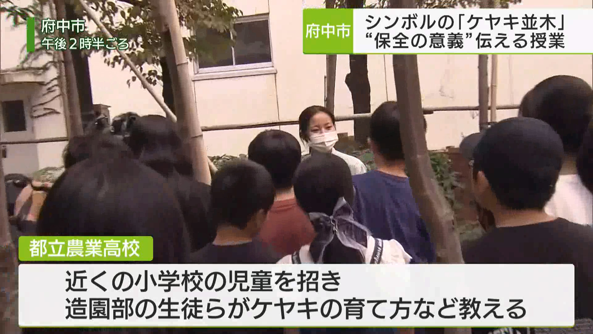 府中市のシンボルとして愛される、大國魂神社前のケヤキ並木。高校生がケヤキを保全する必要性を小学生に教える授業を開きました。