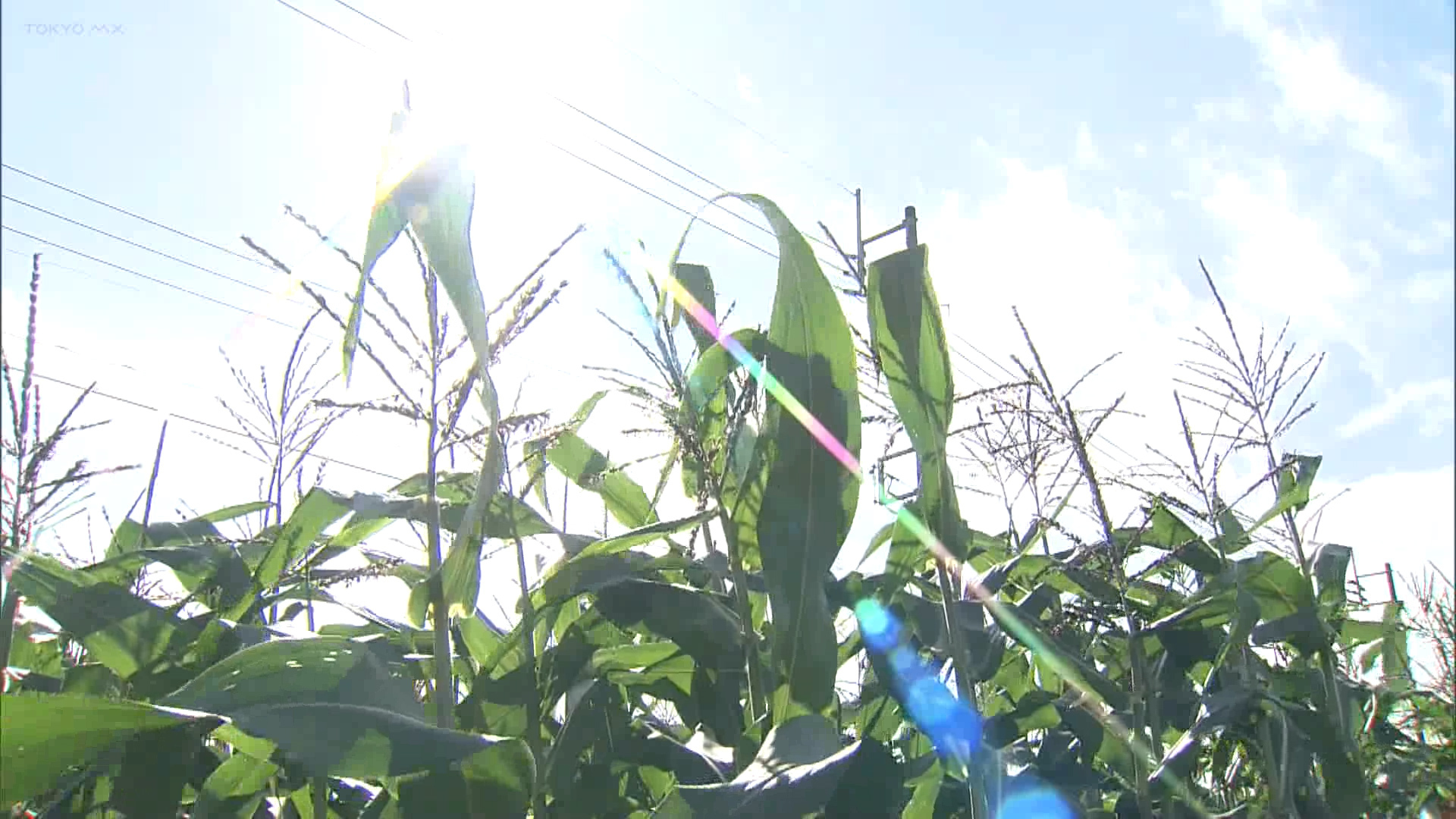 都心で実に100年ぶり、11月の最高気温を更新です。11月7日は都心で27.5℃の夏日となるなど、各地で記録的な暑さとなりました。この暑さは様々な場所に影響を及ぼしています。
