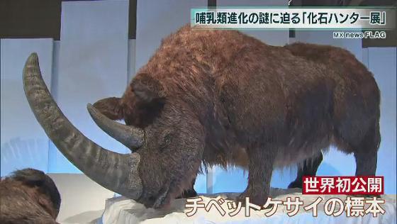 　哺乳類の進化の謎に迫る展覧会が7月16日から上野で始まりました。