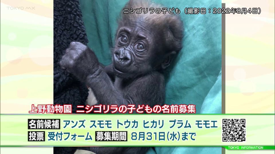 上野動物園で生まれたニシゴリラの子どもの名前を募集中！レッサーパンダの赤ちゃんも誕生