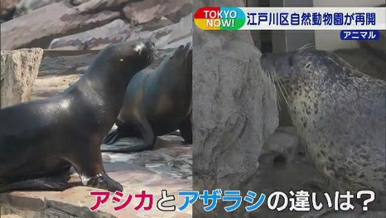 東京・江戸川区の自然動物園が再開　絶滅危惧種のクモザルの親子も！