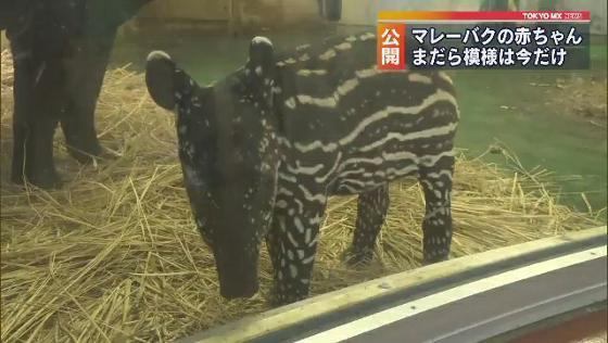 人気者に マレーバクの赤ちゃん 多摩動物公園 Tokyo Mx プラス