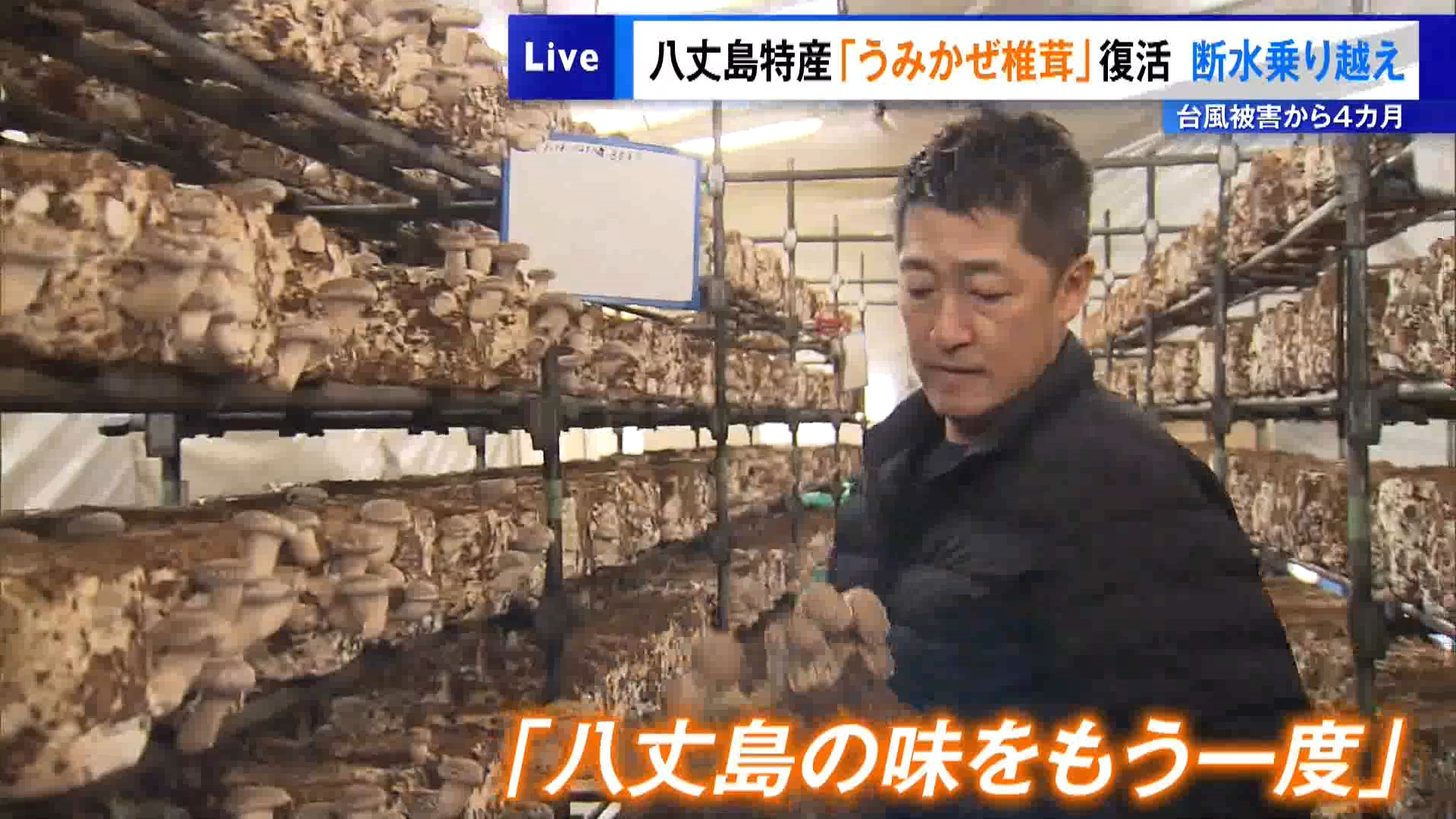 台風被害から4カ月…八丈島特産「うみかぜ椎茸」が復活　被災・断水を乗り越え…