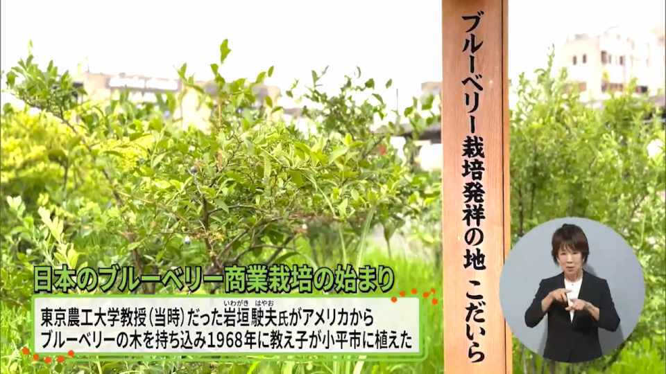夏が旬の果物の摘み取り体験!農産物としてのブルーベリー栽培の始まりの地、小平市