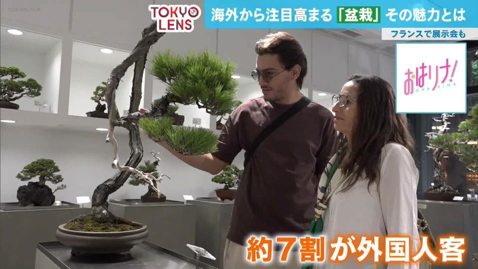 TOKYO MX(地上波9ch)朝の情報生番組「おはリナ!」(毎週月~金曜7:00~)。「TOKYO LENS」のコーナーでは、TOKYO MXの曹蒙記者が外国人記者の視点から、日本の「盆栽」を取材しました。