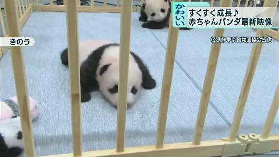 上野動物園の双子パンダ　音にも反応、じゃれ合う姿も！