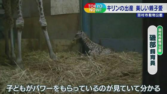 キリンの出産“美しき親子愛”　東京・羽村市動物公園