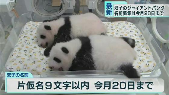 上野の双子パンダ　保育器がぎゅうぎゅうになるほど大きく！