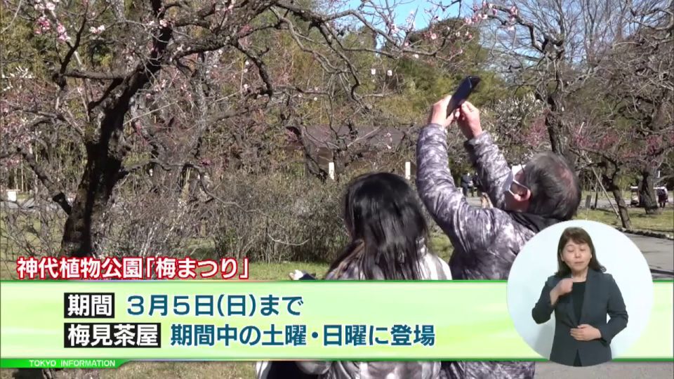 神代植物公園で「梅まつり」3月5日まで 「椿ウィーク」「さくらまつり」早春の催し続々