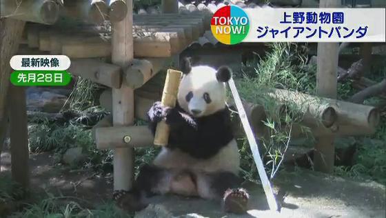 上野動物園のパンダ、5年延長へ調整　最新映像も！