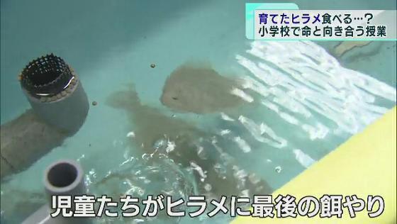 育てたヒラメを食べるのか？　東京・足立区で「命と向き合う授業」