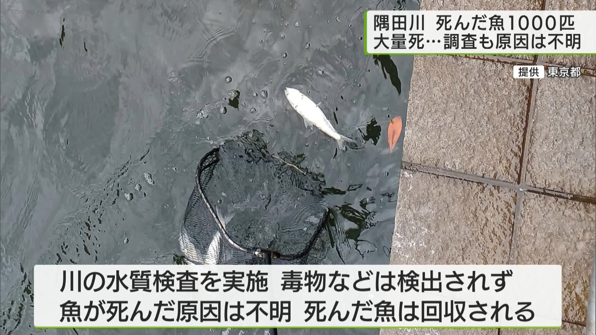 隅田川　死んだ魚約1000匹発見　調査も原因は不明