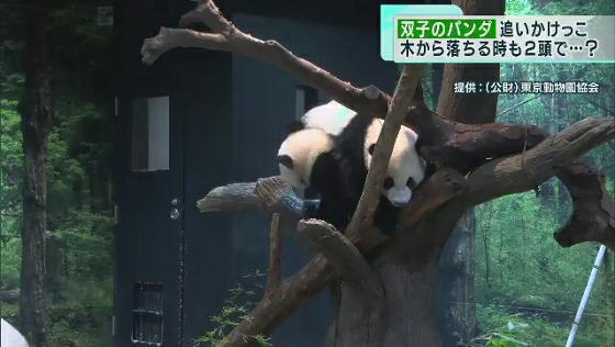 双子パンダが楽しそうに追いかけっこ、元気いっぱい　上野動物園