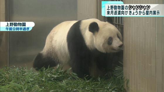 上野動物園のシャンシャン 2月の返還に向け屋内展示開始