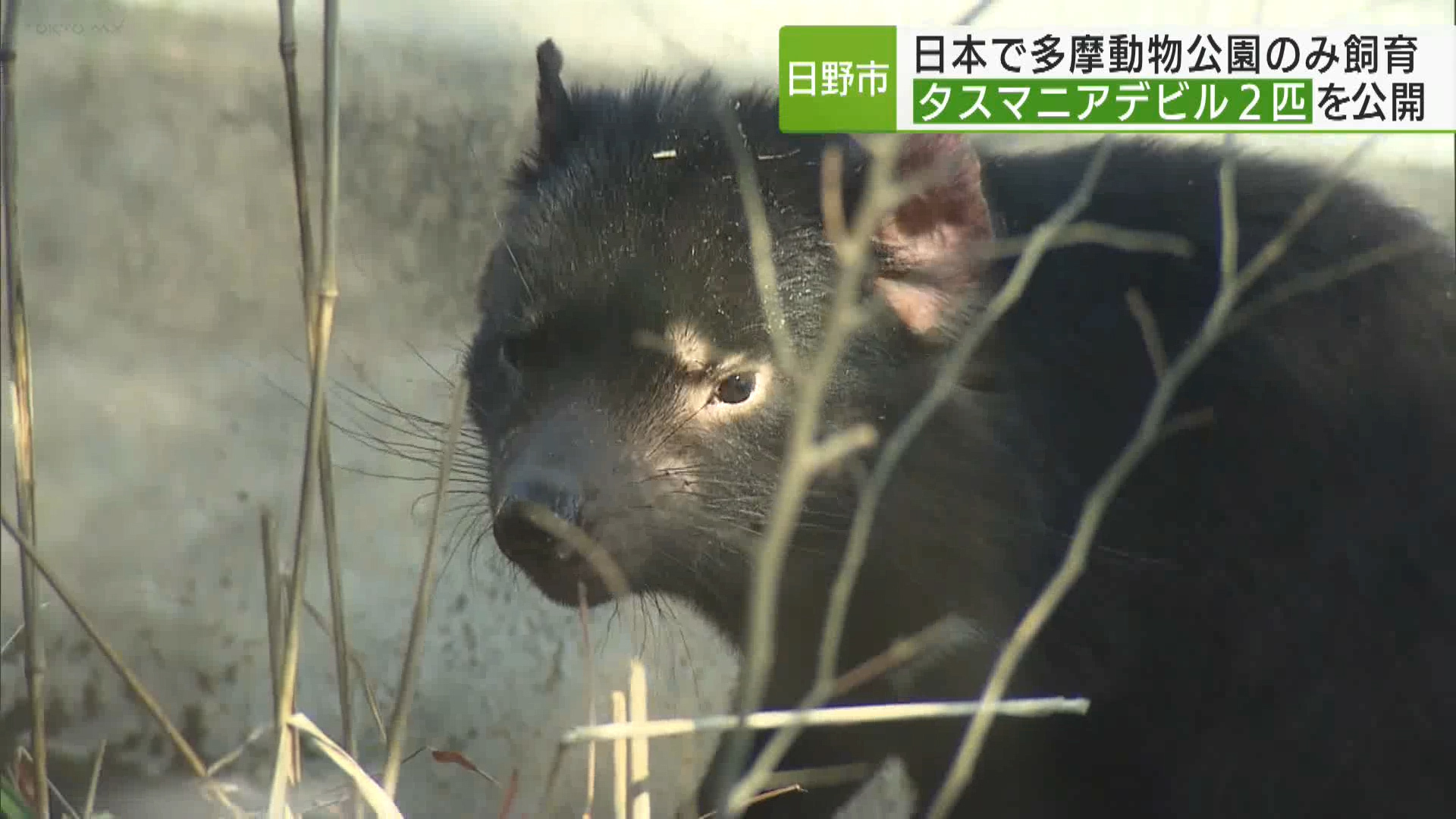 日野市にある多摩動物公園で、絶滅危惧種に指定されているタスマニアデビルの公開が始まりました。