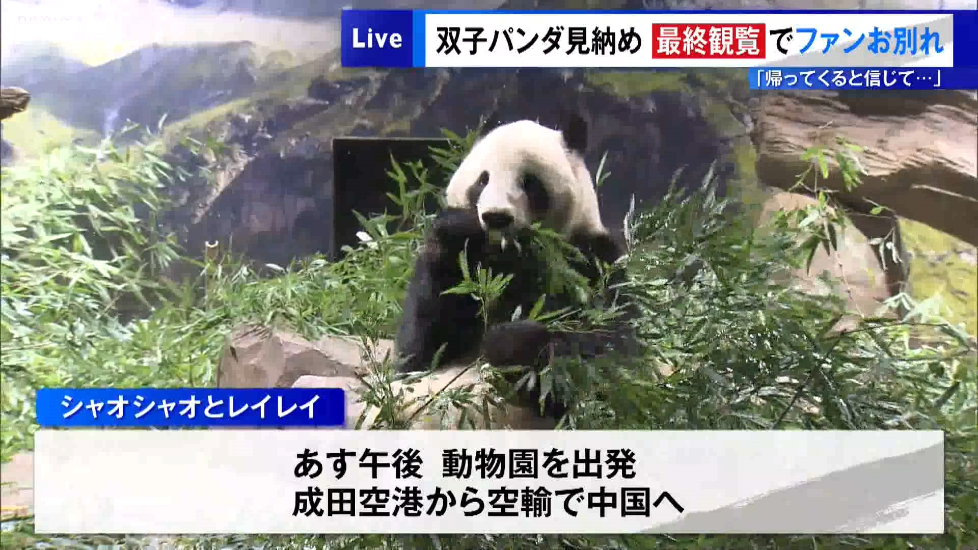 生まれてから4年半にわたってファンを魅了してきた、東京・上野動物園の双子のジャイアントパンダ・雄のシャオシャオと雌のレイレイは1月27日に中国に返還されることとなりました。26日は休園日のため、その姿を日本で見られるのは25日が最後となりました。