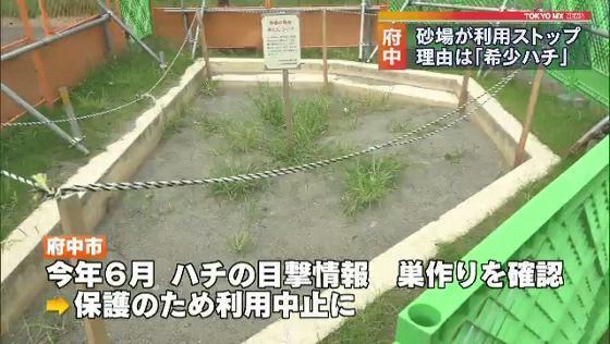 東京・府中市の公園にある砂場が8月から利用ができない状態が続いています。その理由は、市が「ある生物」を守るためでした。