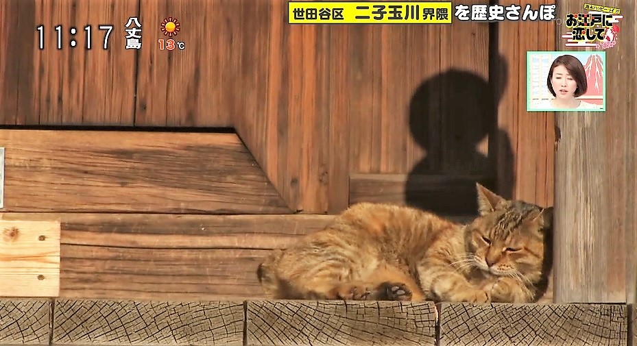 ニコタマ こと二子玉川と猫の深い関係に迫る Tokyo Mx プラス