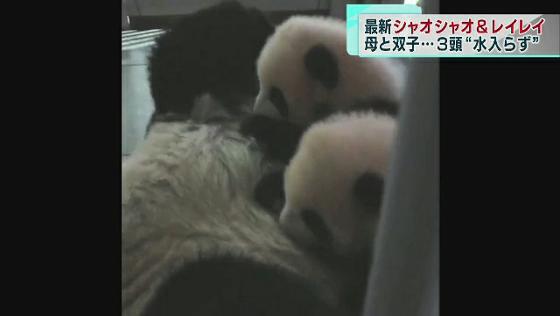 上野動物園のシャオシャオとレイレイ　母・シンシンと3頭“水入らず”