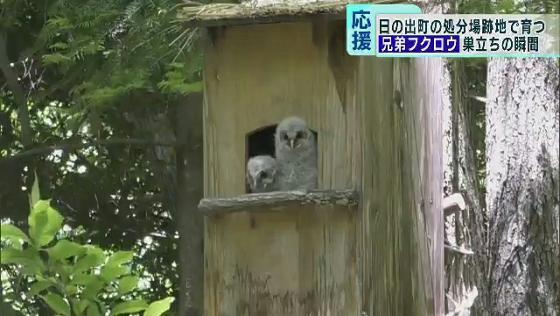 “処分場跡地生まれ”のフクロウ2羽が巣立ち　東京・日の出町