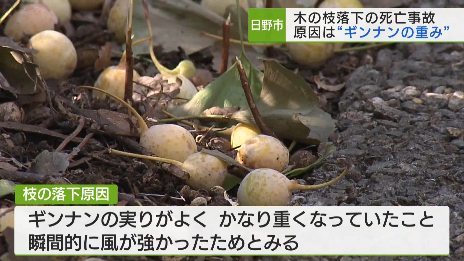 東京・日野市の遊歩道でイチョウの木の枝が落下して下敷きになった男性が死亡した事故で、警視庁は「原因はギンナンの重みなどによるもの」と明らかにしました。