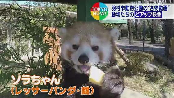　東京・羽村市のYouTube公式チャンネルでは、羽村市動物公園の生き物たちを超・至近距離から撮影した「あっぷではむらZOO」が名物動画です。