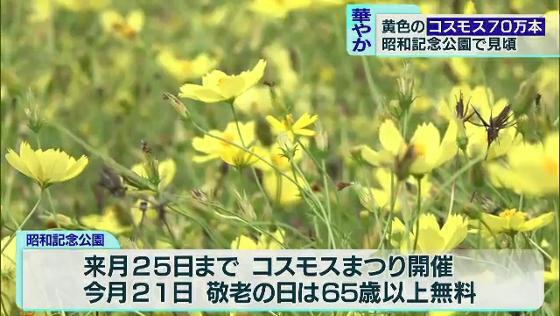 　国営昭和記念公園で、色鮮やかな70万本のコスモスが見頃を迎えています。