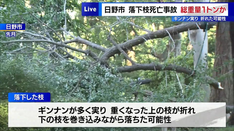 東京・日野市で9月、落下したイチョウの枝の下敷きになった男性が死亡した事故で、落下した枝は合わせて10本で、総重量が1トンほどとみられることが分かりました。