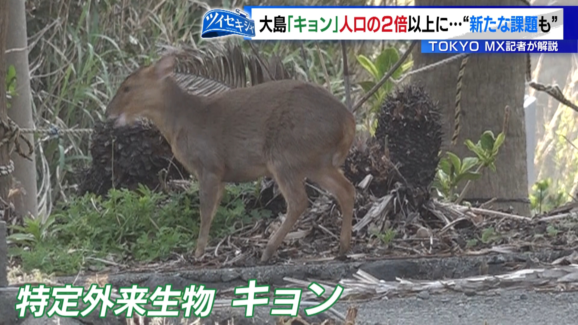 東京都心から南に120キロほどの場所にある人口およそ7000人の大島に、特定外来生物に指定されているシカ科の「キョン」が増え、問題になっています。東京都が対策を進めていますが、大島町の人口の2倍以上の数のキョンが生息しているとみられています。現地を取材すると、島ならではの駆除の難しさや新たな課題が見えてきました。