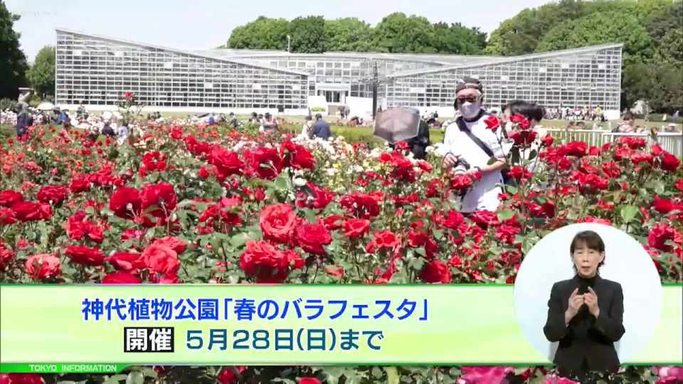 春バラが見ごろを迎えた神代植物公園の「春のバラフェスタ」 ばら園コンサートや香りのフレッシュブーケ作りも