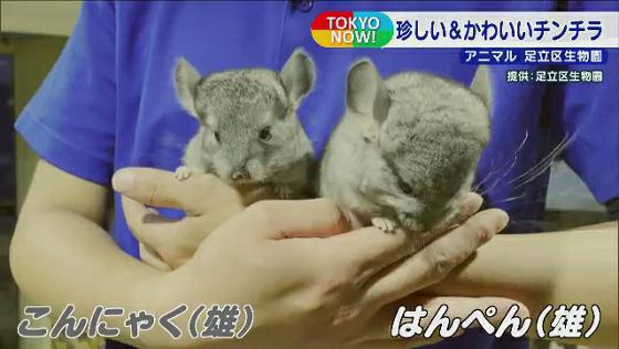 足立区生物園 珍しい かわいい人気動物が大集合 Tokyo Mx プラス