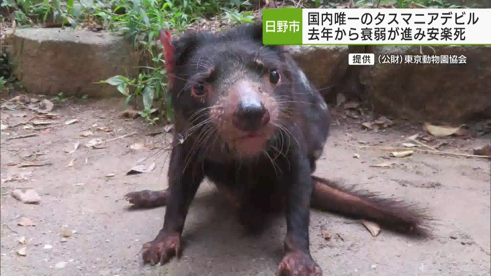 日野市の多摩動物公園で国内で唯一、飼育されていたタスマニアデビルという動物が死んでいたことが分かりました。