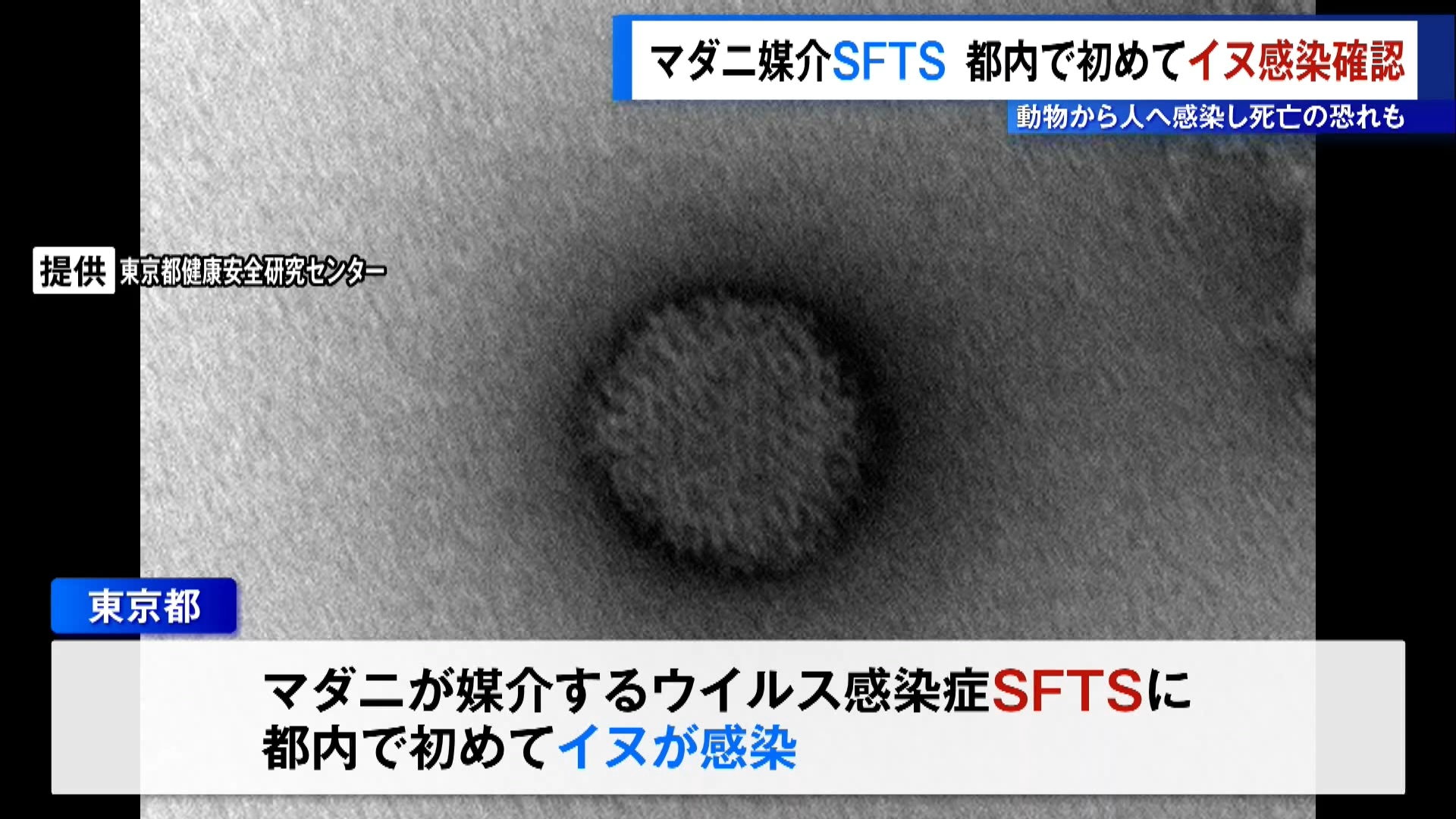 マダニが媒介し、人が感染した場合に死ぬこともある感染症「SFTS」に、東京都内で初めてイヌが感染していたことが分かりました。動物の血液などから人にも感染する恐れがあることから、東京都は注意を呼びかけています。