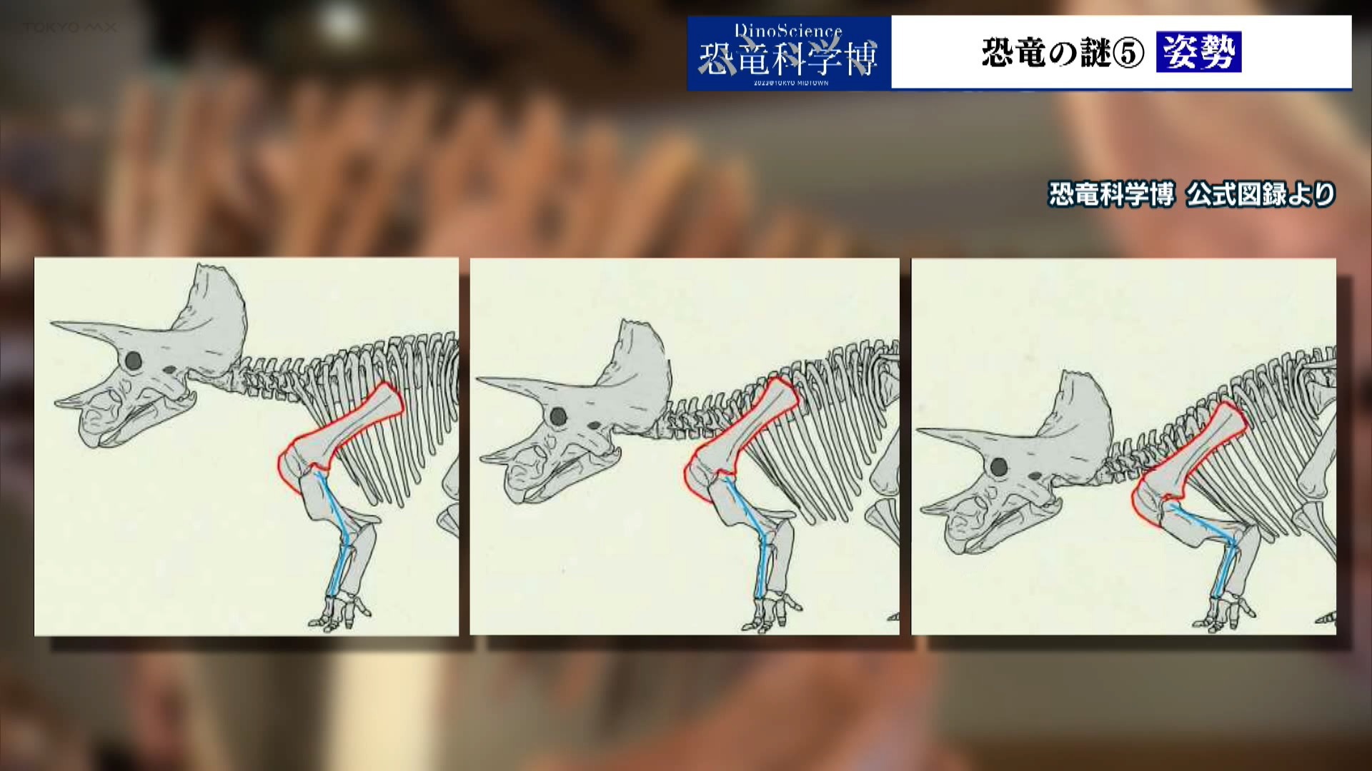 東京ミッドタウンで開催中の「恐竜科学博」で知ることができる「恐竜の謎」について、毎日1つずつお届けしています。今回のテーマは、今も古生物学者の間で議論が絶えない「恐竜の姿勢」です。