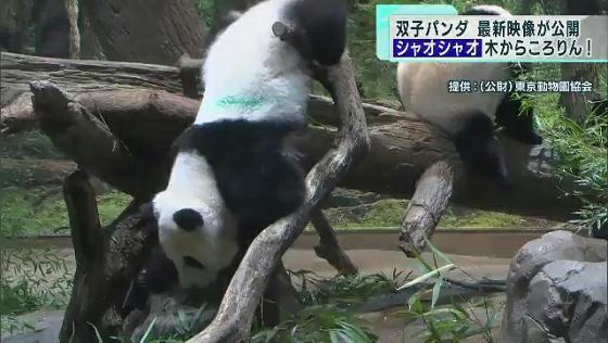 上野の双子パンダ最新映像　シャオシャオも木から落ちる？