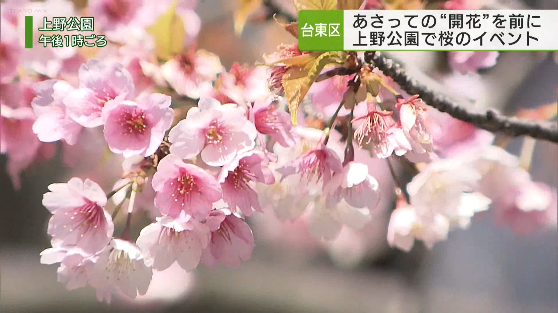 上野公園で開花より一足早く桜のイベント